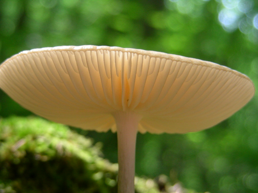 Polyporus sulphureus???